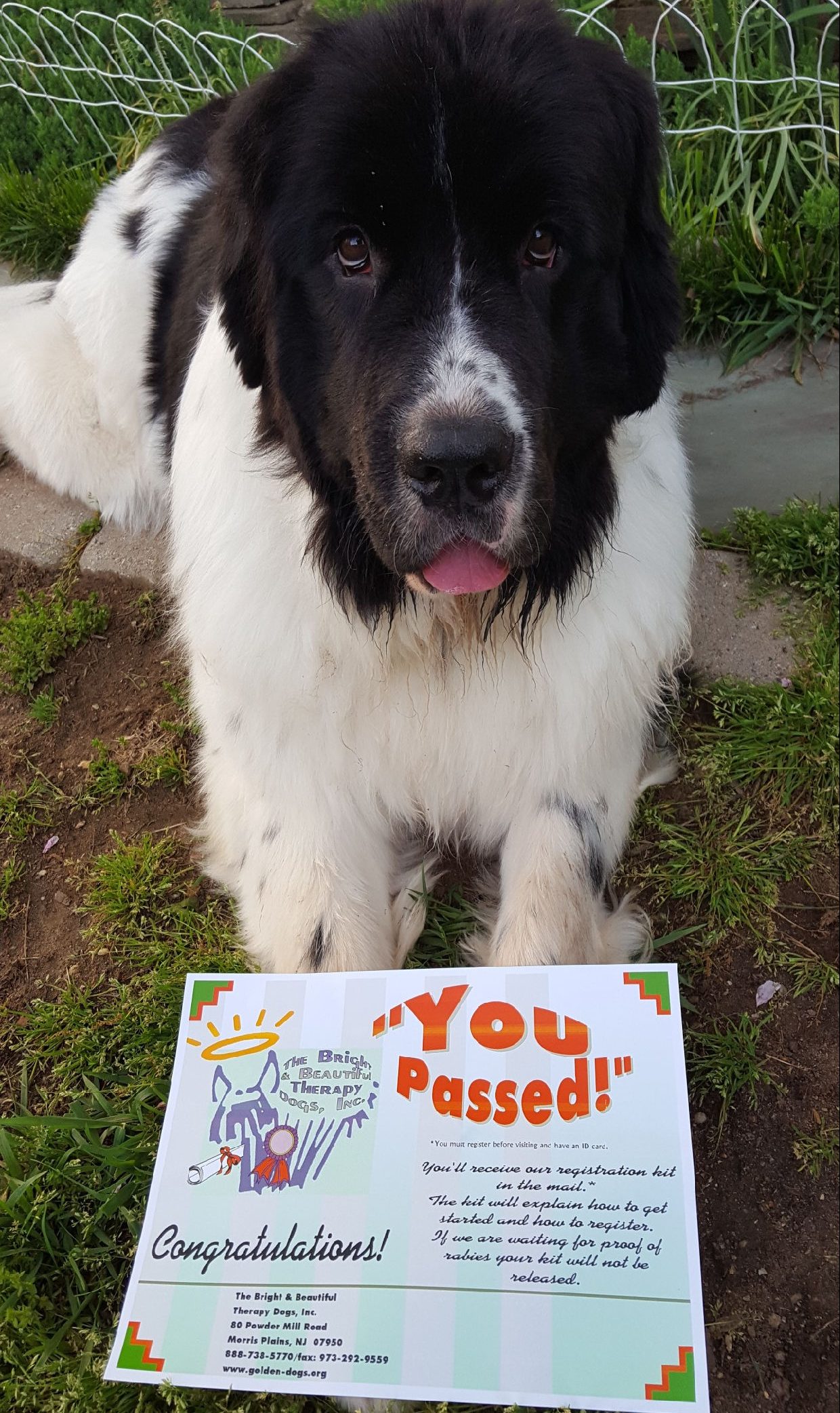 The bright and store beautiful therapy dogs