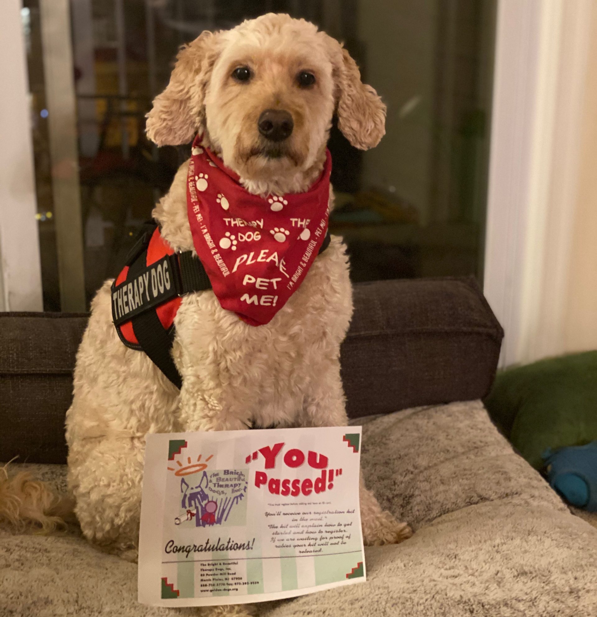 The bright and store beautiful therapy dogs