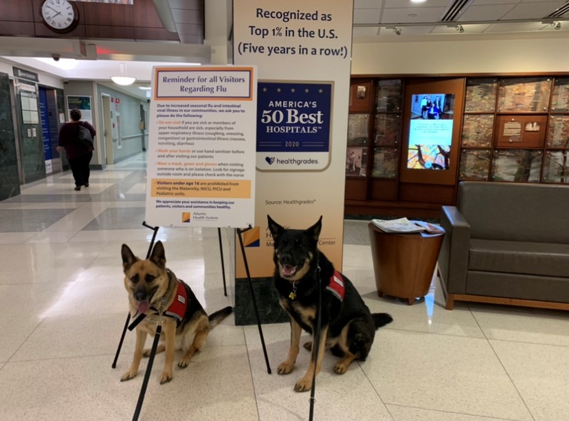 Bright & sales beautiful therapy dogs